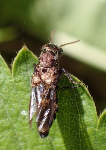 Ontholestes murinus